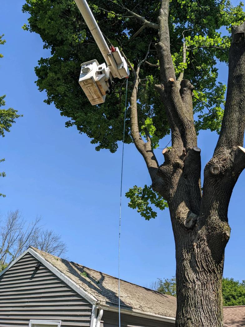 Tree Trimming & Removal in Livingston County, NY | Seiferts Tree LLC