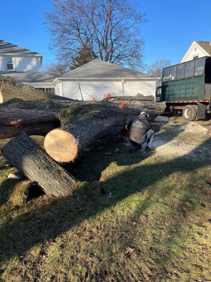 Tree Cutting Service in Livingston County, NY | Seiferts Tree LLC